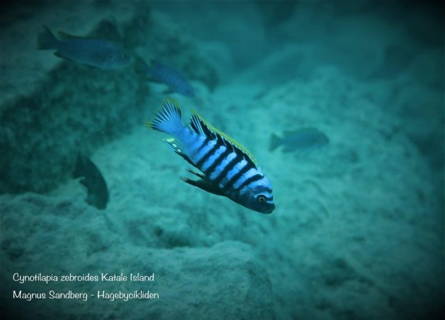 Cynotilapia zebroides Katale Island