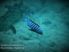 Cynotilapia zebroides Katale Island