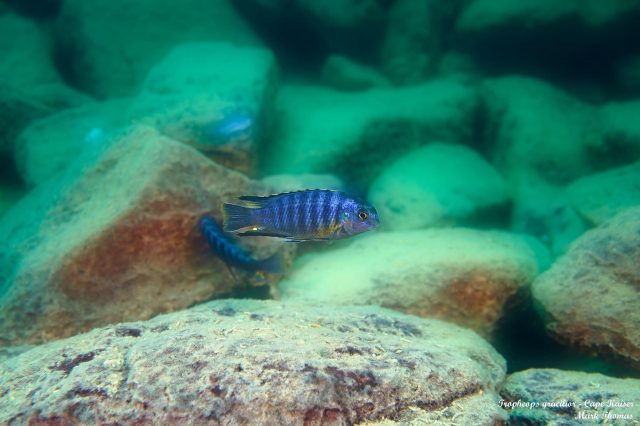 Tropheops gracilior