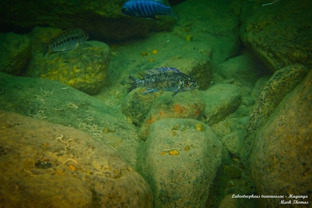 Labeotropheus trewavasae