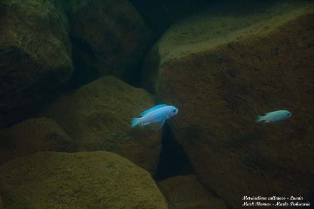Metriaclima callainos