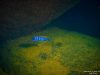 Labidochromis sp. ,hongi‘