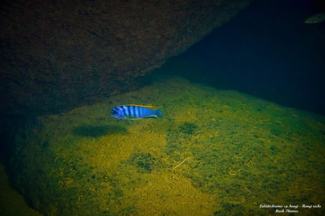 Labidochromis sp. ,hongi&#8216;