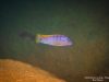 Labidochromis sp. ,hongi' Hongi Rocks