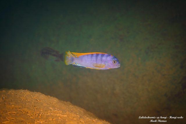 Labidochromis sp. ,hongi' Hongi Rocks