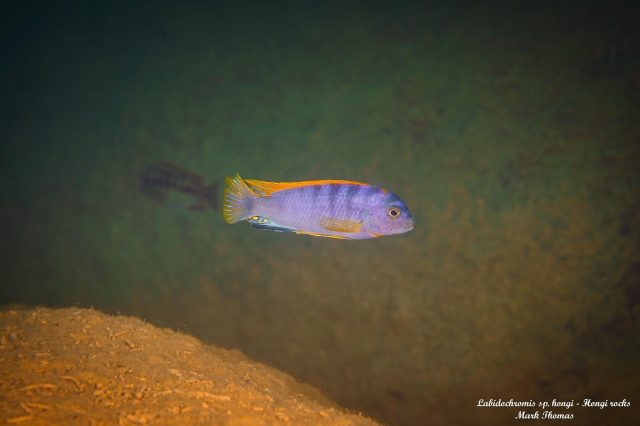 Labidochromis sp. ,hongi' Hongi Rocks