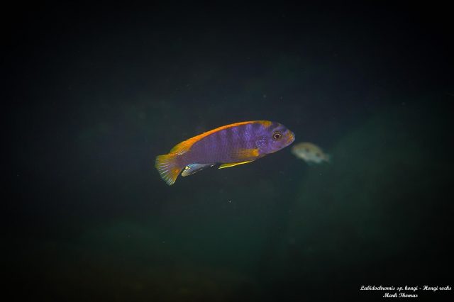 Labidochromis sp. ,hongi' Hongi Rocks
