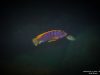 Labidochromis sp. ,hongi' Hongi Rocks