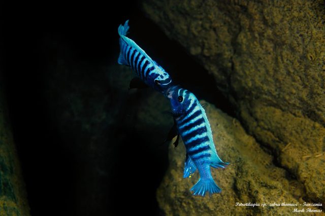 Petrotilapia sp. 'zebra' (Tanzania)
