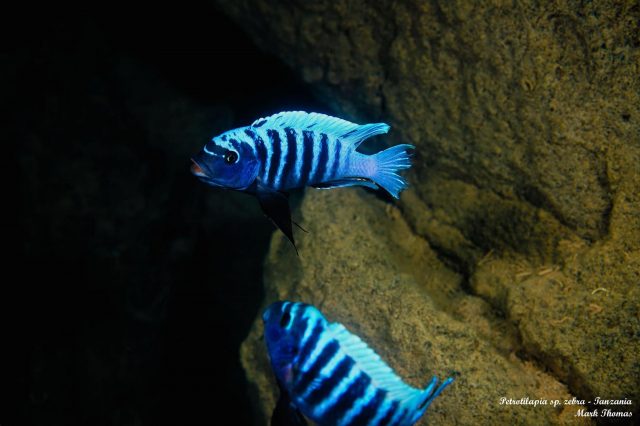 Petrotilapia sp. ,zebra&#8216; (Tanzania)