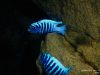 Petrotilapia sp. ,zebra‘ (Tanzania)