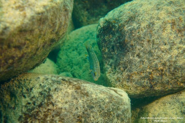 Labidochromis maculicauda Lundo Island