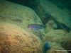 Labidochromis maculicauda