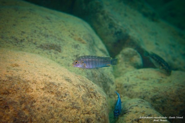 Labidochromis maculicauda