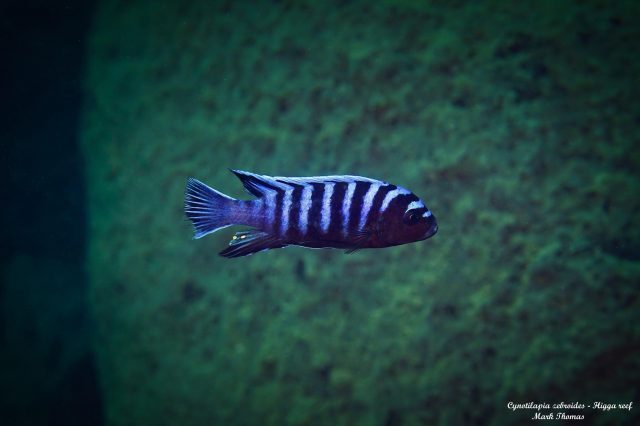 Cynotilapia zebroides
