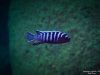 Cynotilapia zebroides
