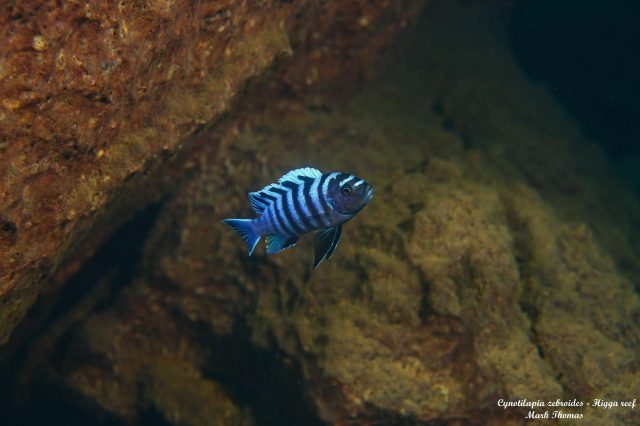 Cynotilapia zebroides Higga Reef 