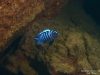 Cynotilapia zebroides Higga Reef 