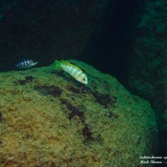 Labidochromis sp. ‚perlmutt‘