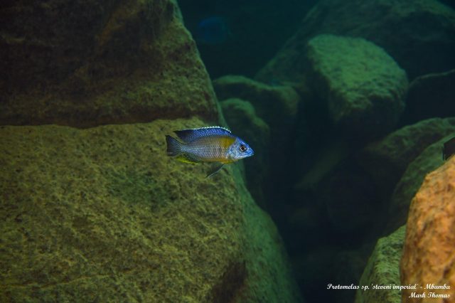 Protomelas sp. ,steveni imperial’