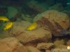 Metriaclima phaeos Undu Reef (samice)