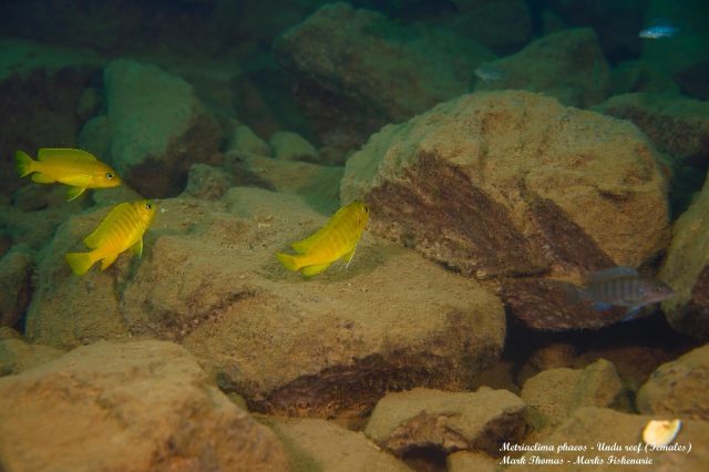 Metriaclima phaeos Undu Reef (samice)