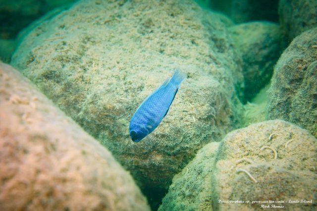 Pseudotropheus sp. &#8218;perspicax&#8216;