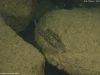 Nimbochromis linni