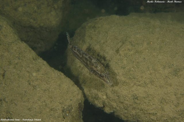 Nimbochromis linni