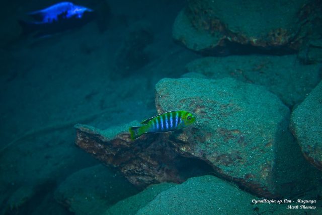 Cynotilapia sp. ‚lion‘