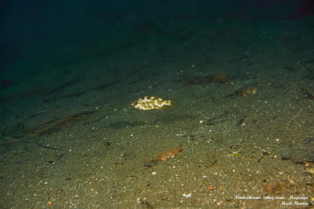 Nimbochromis livingstonii