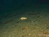 Nimbochromis livingstonii