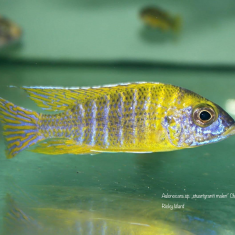 Aulonocara sp. ‚stuartgranti maleri‘