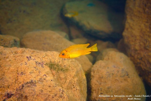 Metriaclima sp. ‚msobo&#8216;