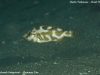 Nimbochromis livingstonii Magunga