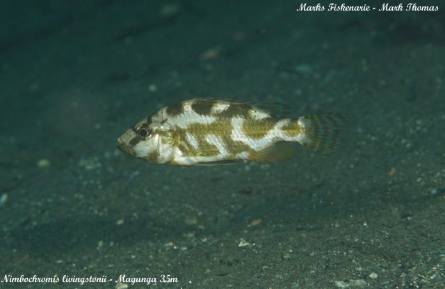 Nimbochromis livingstonii Magunga