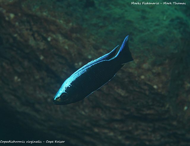 Copadichromis virginalis Cape Kaiser
