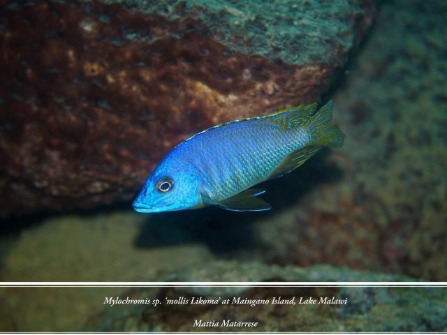Mylochromis sp. ‚mollis likoma‘