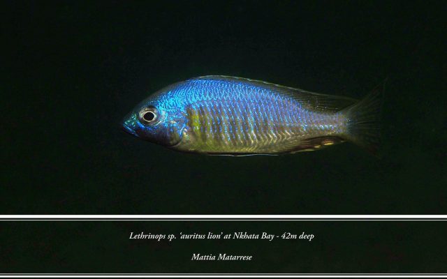 Lethrinops sp. &#8218;auritus&#8216;