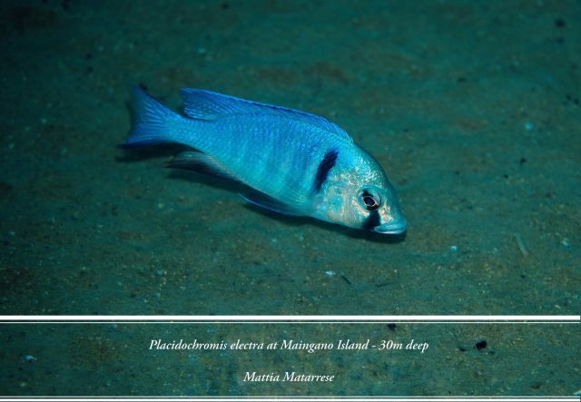 Placidochromis electra Maingano Island