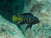 Metriaclima sp. 'elongatus goldbar' (samec)