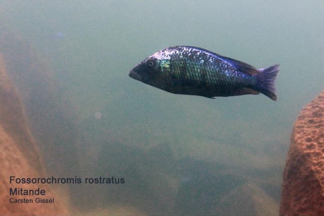Fossorochromis rostratus
