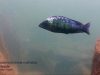 Fossorochromis rostratus