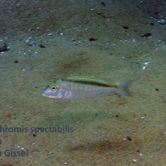 Buccochromis spectabilis
