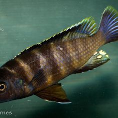 Gephyrochromis sp. ,sand‘ Londo