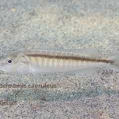 Champsochromis caeruleus Usisya