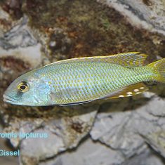 Buccochromis lepturus