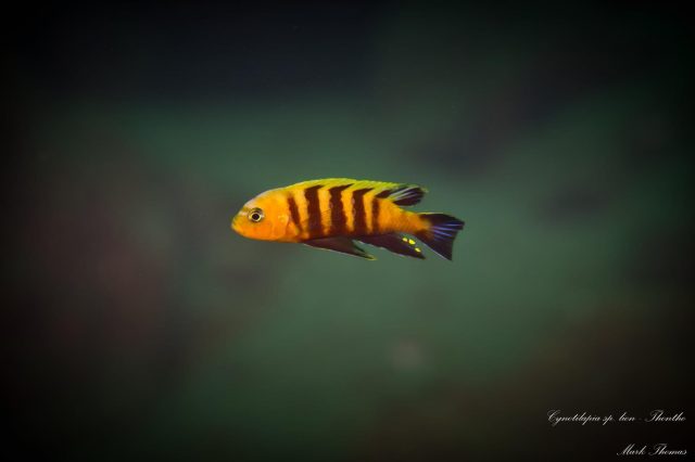 Cynotilapia sp. ‚lion‘