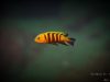 Cynotilapia sp. ‚lion‘