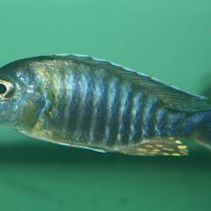 Aulonocara sp. ‚yellow collar‘